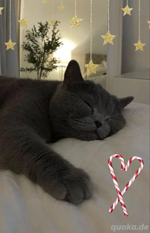 Britisch Kurzhaar Katze Kater BKH