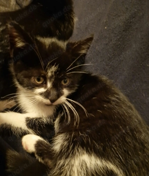 Kätzchen, für beide zusammen 200 Euro