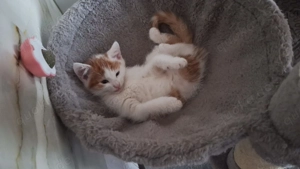 Katzenbaby sucht liebevolles zuhause