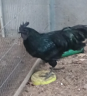 Cemani Hahn zu verkaufen 