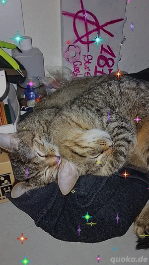 Unsere 2 süßen (10monate alte kater katze )suchen liebevolles FürImmer Zuhause