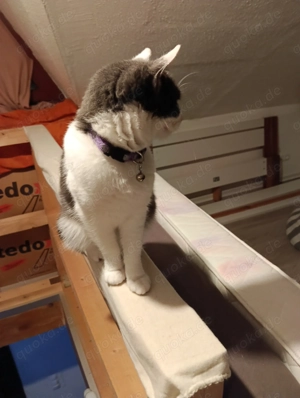 Nala sucht ein neues Zuhause ab sofort ......