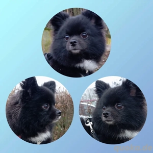 Wunderschöner Pomchi Deckrüde 