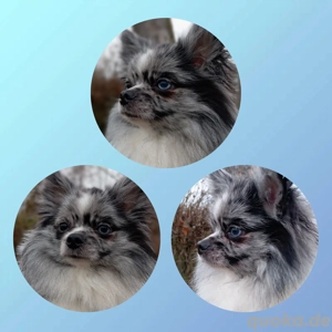 Wunderschöner Pomchi Deckrüde in Blue Merle (Kein Verkauf) !