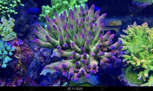 SPS Korallen Rhein-Main (Fotos aktuell am 13.12.25)