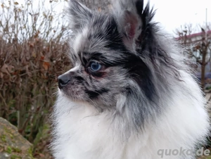 Wunderschöner Pomchi Deckrüde in Blue Merle (Kein Verkauf) ! Bild 4