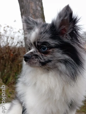 Wunderschöner Pomchi Deckrüde in Blue Merle (Kein Verkauf) ! Bild 6