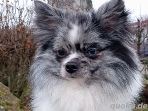 Wunderschöner Pomchi Deckrüde in Blue Merle (Kein Verkauf) ! Bild 5