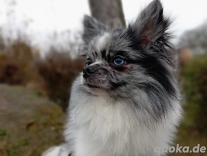 Wunderschöner Pomchi Deckrüde in Blue Merle (Kein Verkauf) ! Bild 8
