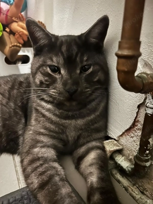 Zwei Bkh Katzen mit zubehör 