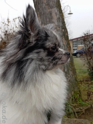 Wunderschöner Pomchi Deckrüde in Blue Merle (Kein Verkauf) ! Bild 7