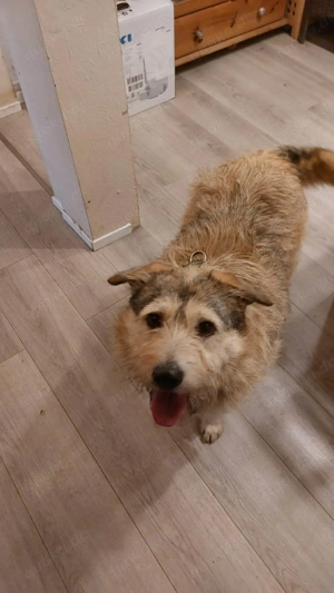 Freundliche Mia sucht Ihre Herzensmenschen Bild 3