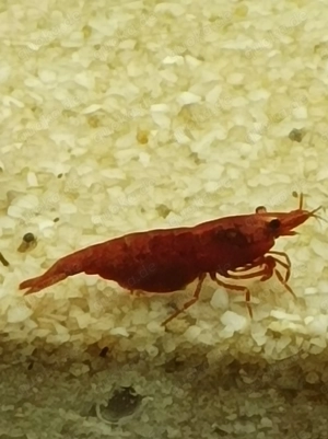  Bloody Mary Garnele Zwerggarnelen schöne rote Färbung 