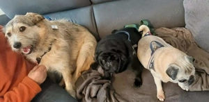 Freundliche Mia sucht Ihre Herzensmenschen Bild 6