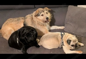 Freundliche Mia sucht Ihre Herzensmenschen Bild 4