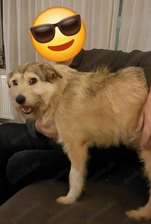 Freundliche Mia sucht Ihre Herzensmenschen Bild 7