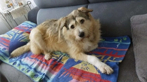 Freundliche Mia sucht Ihre Herzensmenschen Bild 2