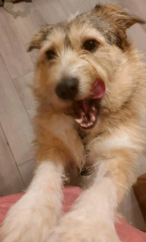 Freundliche Mia sucht Ihre Herzensmenschen Bild 5