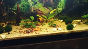  Bloody Mary Garnele Zwerggarnelen schöne rote Färbung 