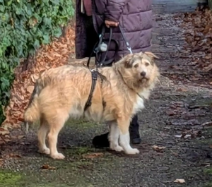 Freundliche Mia sucht Ihre Herzensmenschen Bild 8