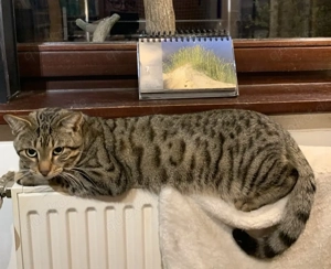 Bengal Siam Mischling Kater 14 Monate alt