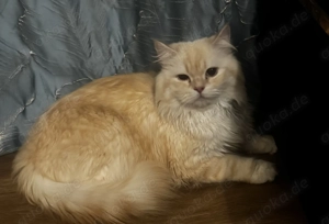 langhaarigen Britisch Kater