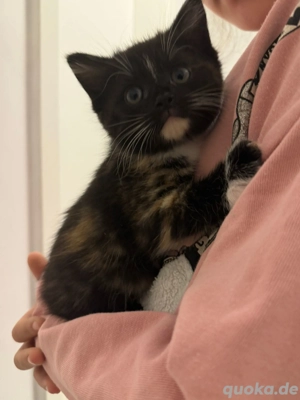 BKH - EKH Mixlingskitte