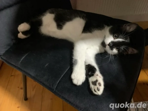 zuckersüß Baby Kater, name Fantik   