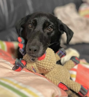 Tyson - klein& freundlich