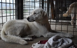 Sanfte und schüchterne Schönheit Nanouk Bild 3