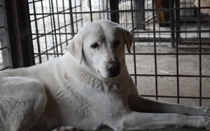 Sanfte und schüchterne Schönheit Nanouk Bild 2