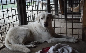 Sanfte und schüchterne Schönheit Nanouk Bild 4