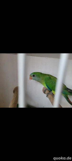 Schildsittich 1.1