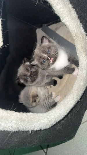 bkh zum verkaufen ^^