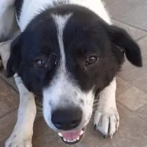 Mariel, geb. ca. 08 2016 , lebt in GRIECHENLAND, bei Kassiani in Serres 