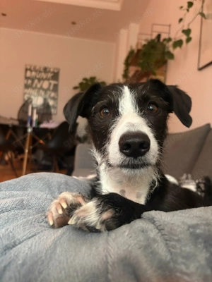 FYNN braucht ein neues, liebevolles Zuhause