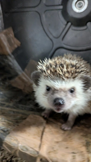 Weißbauchigel Igel Afrikanischer Weißbauchigel Atelerix albiventris Haustier