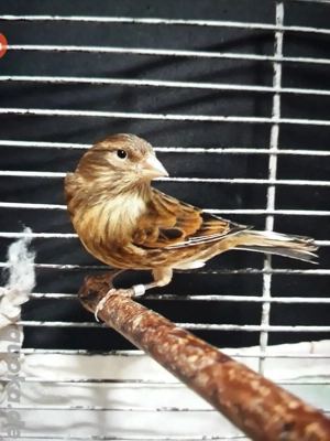 mischling aus Hänfling und Kanarienvogel 