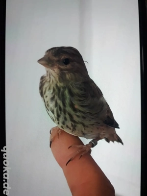 mischling aus Hänfling und Kanarienvogel 