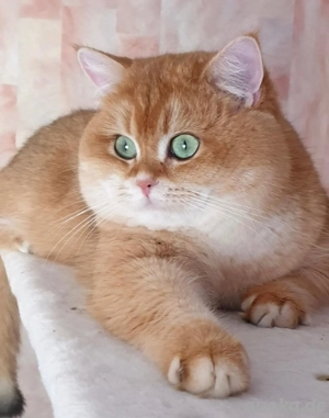 Reinrassige BKH Deckkater mit Stammbaum 