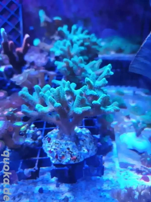 Seriatopora caliendrum Ableger Meerwasser Koralle