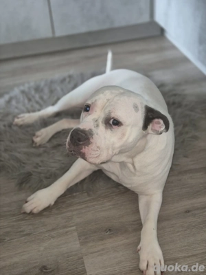 Bulldoggen Mix Hündin 