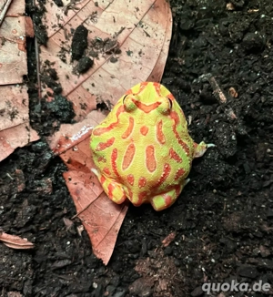 Schmuckhornfrosch (Pacman-frog)