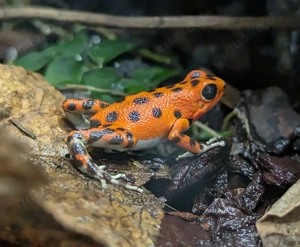 1.1.1 Oophaga pumilio bastimentos ( Tausch gegen Ranitomeya)