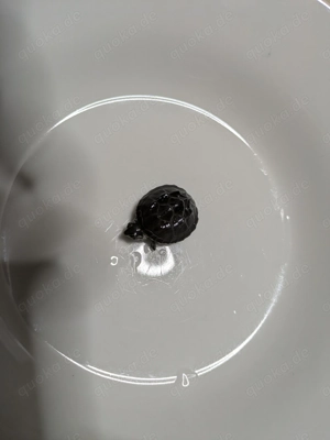 Moschusschildkröte zu verkaufen