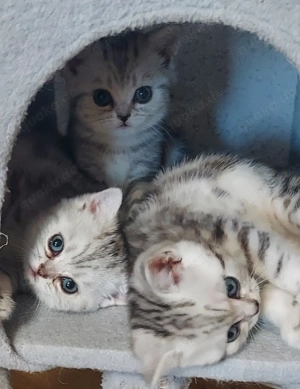 BKH Kitten suchen neue Zuhause 