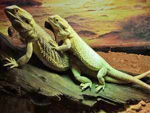 Farbbartagamenpärchen abzugeben