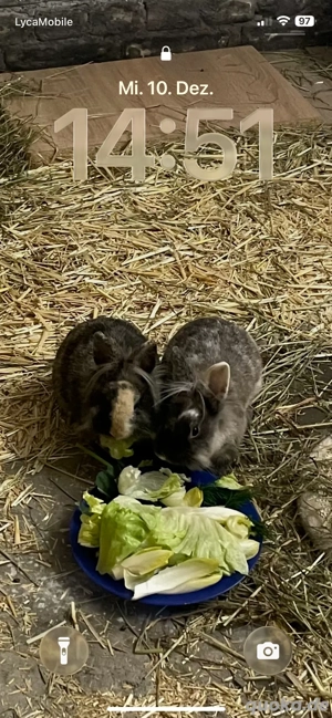 2 Löwenköpfen abzugeben !