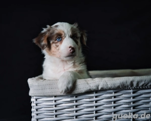 Australian Shepherd Welpe geb. 18.10. 2025 ASCA Papiere