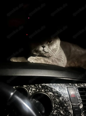 Die britische Katze sucht ein neues Zuhause.